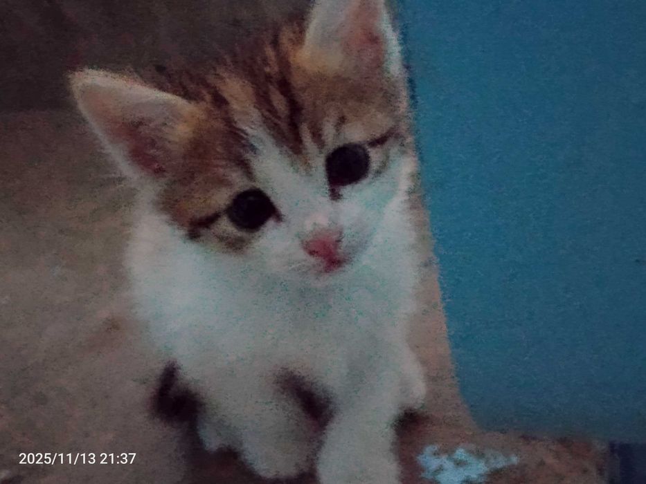 Красивая трёхцветная девочка ищет любящего человека