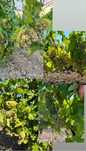 Vand struguri de vin productie 2025