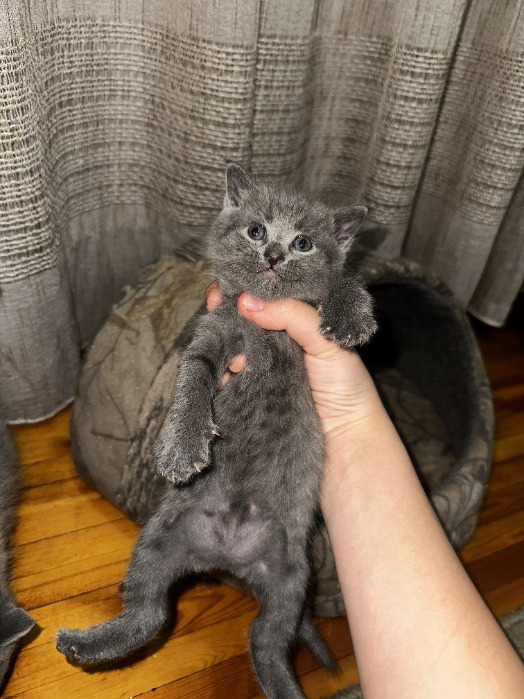 Котята  Скотиш фолд