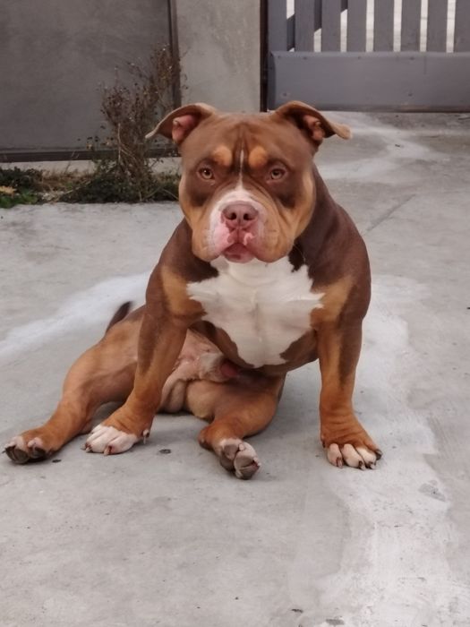 American bully top exemplar superb