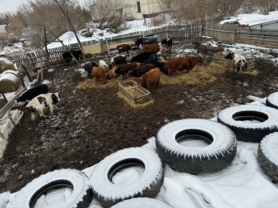 Продам КРС оптом