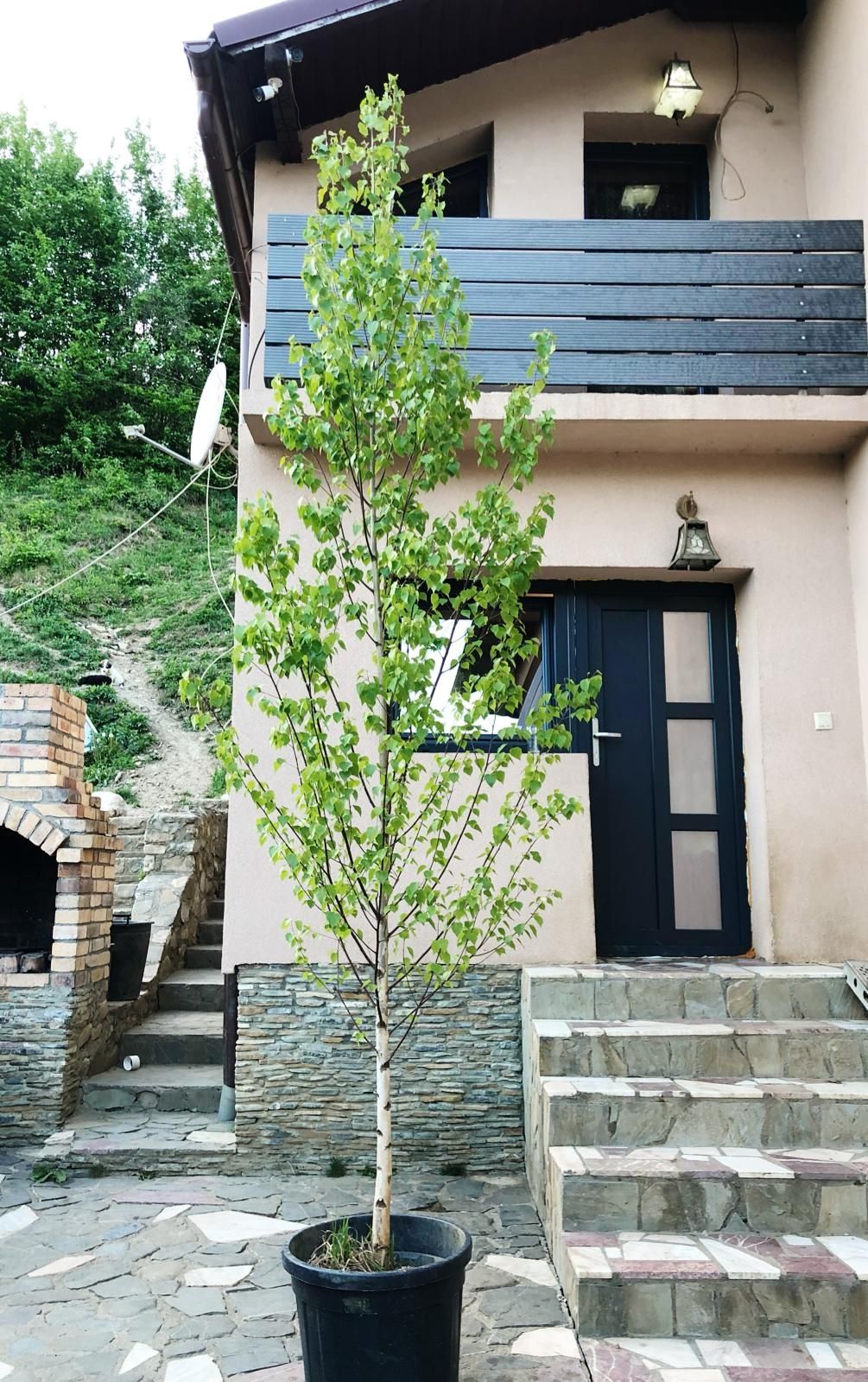 Mesteacăn (betula)