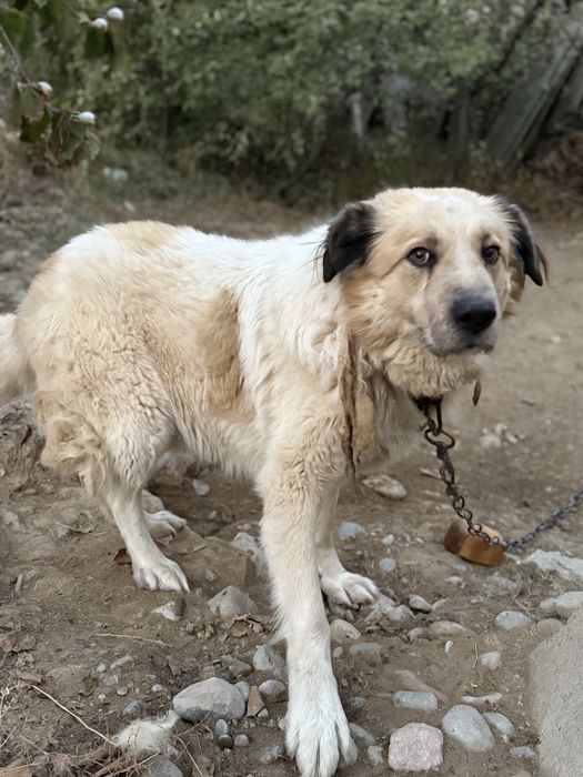 Отдам собаку бесплатно в хррошие руки
