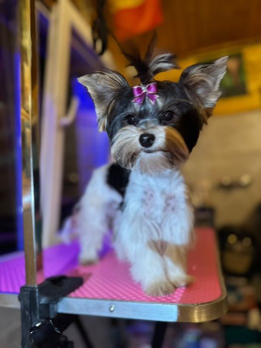 Tuns catei Bragadiru