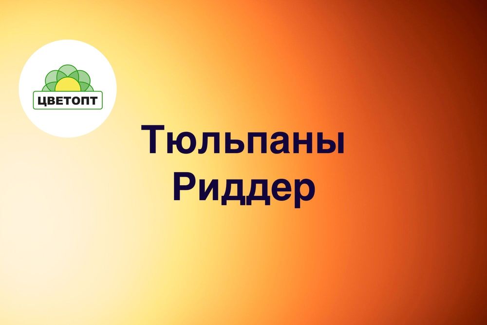 Тюльпаны оптом Риддер