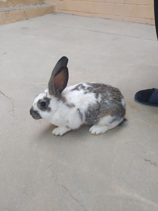 Assalomu alaykum. Uy sharoitida boqilgan quyonla bor .