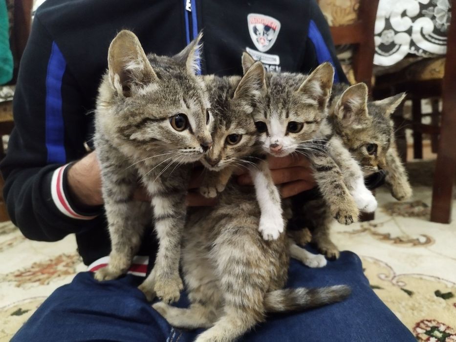 Отдадим котят в хорошие руки