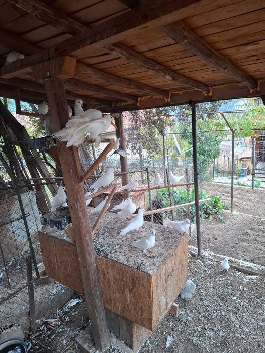 Продават се гълъби