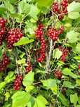 Vand coacaze rosii