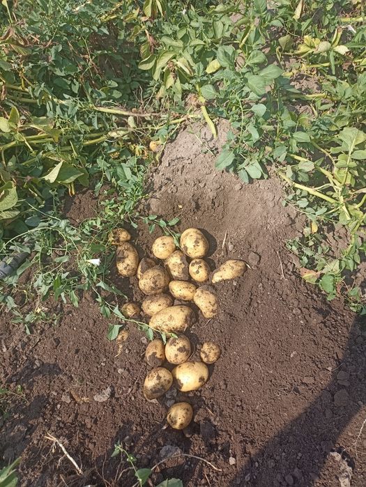 Samanta Bernina cartofi alb categoria a