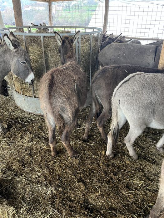 Vand magarite,mânze tinere