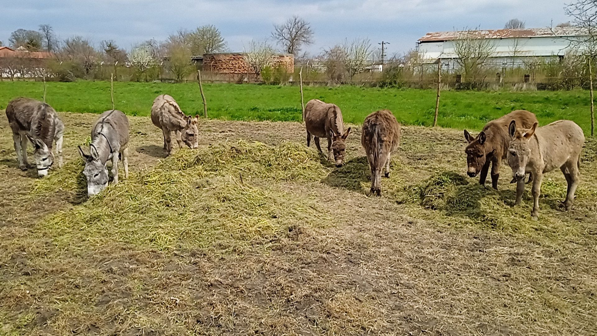 Lapte de măgăriță crud