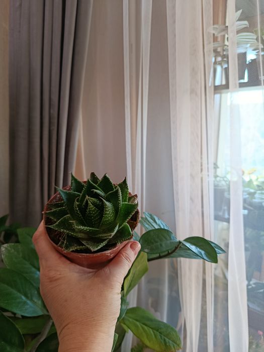 Продам комнатные цветы