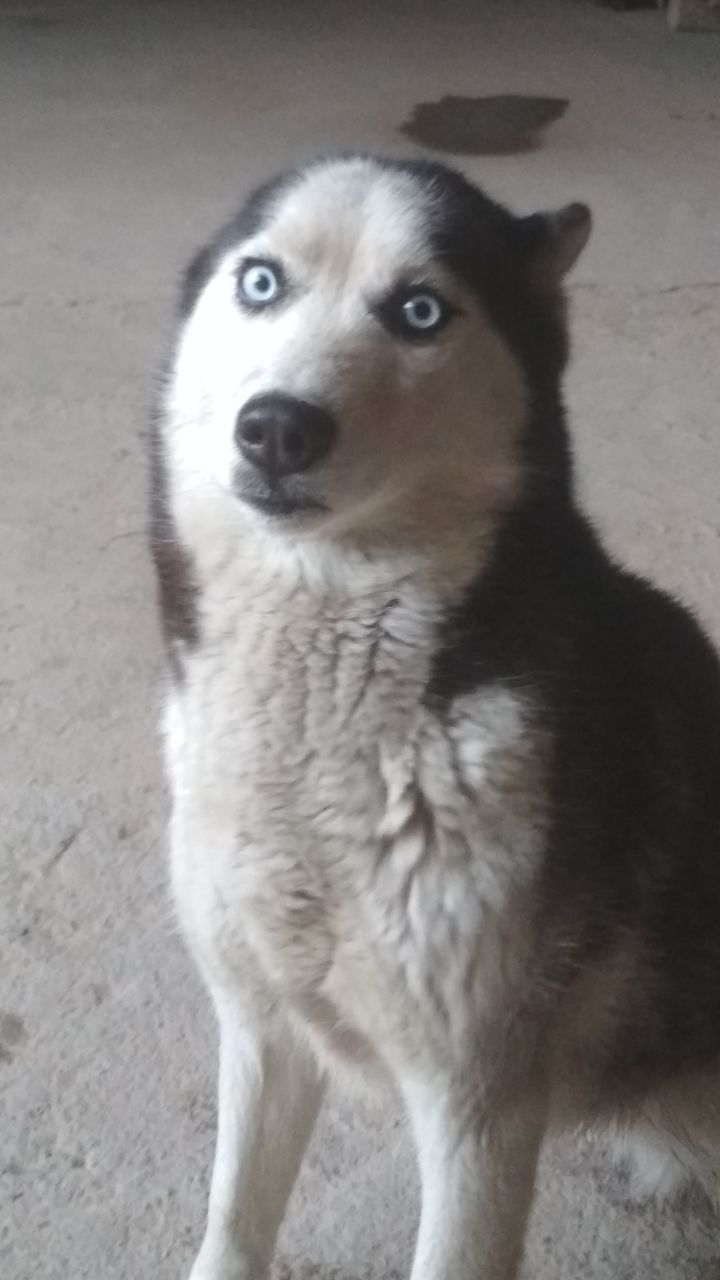 Sibirskoe xaski sotiladi toza paroda