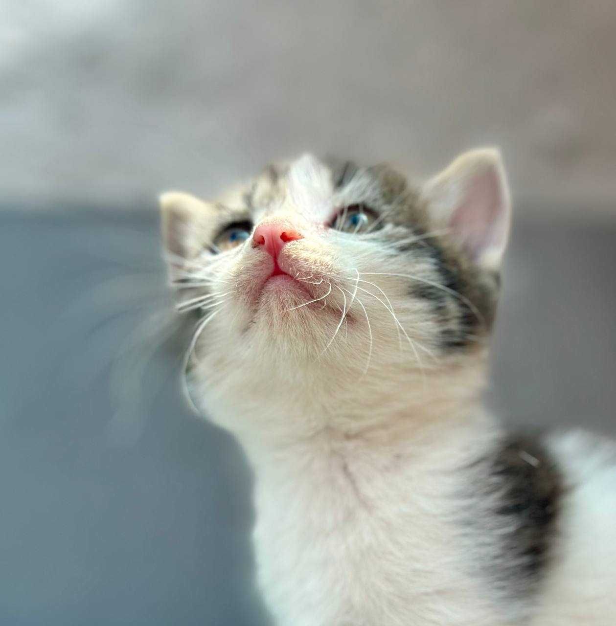 Котята в добрый руки