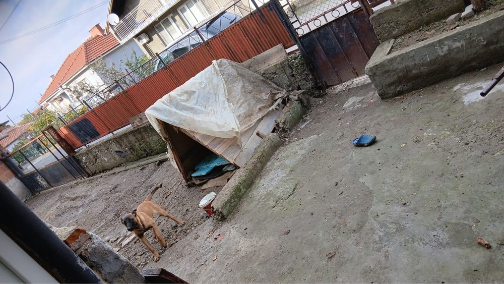 Белгийска Овчарка Женска малиноа