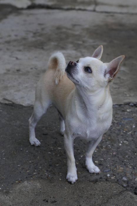 Ищем подружку для чихуахуа