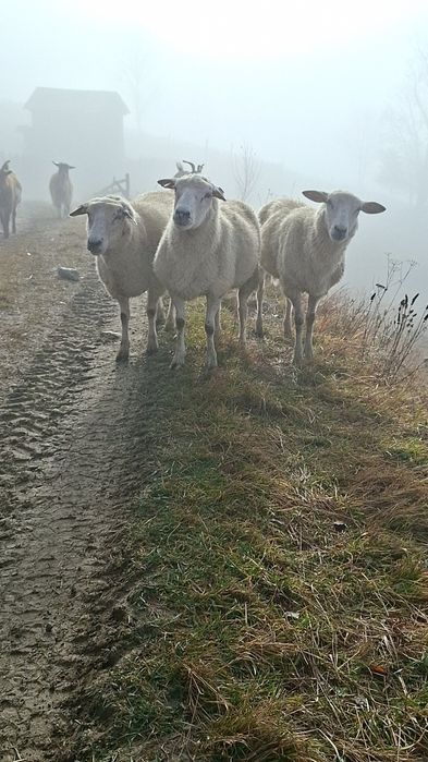 Vând oi texel sau schimb cu oi breze