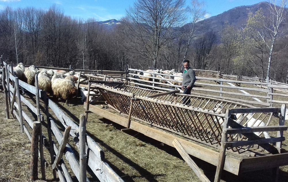 Vând berbeci  pentru sacrificare.
