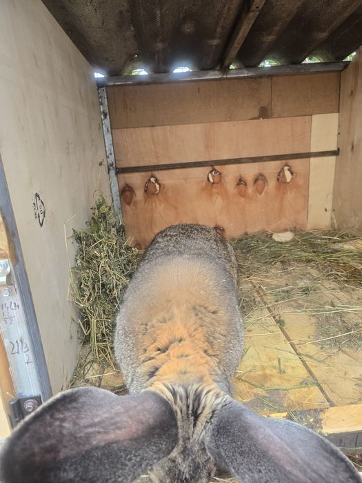 Vând mascul de urias german matur