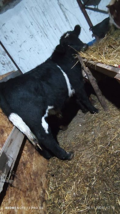 Продается бычки.