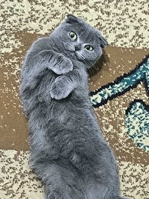 Шотландские чистокровные кошки скотиш страй и скотыш фолд