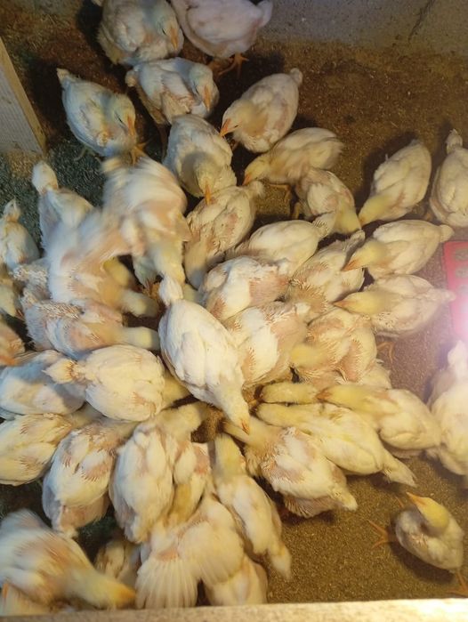 Бройлер сатылады кобб 500