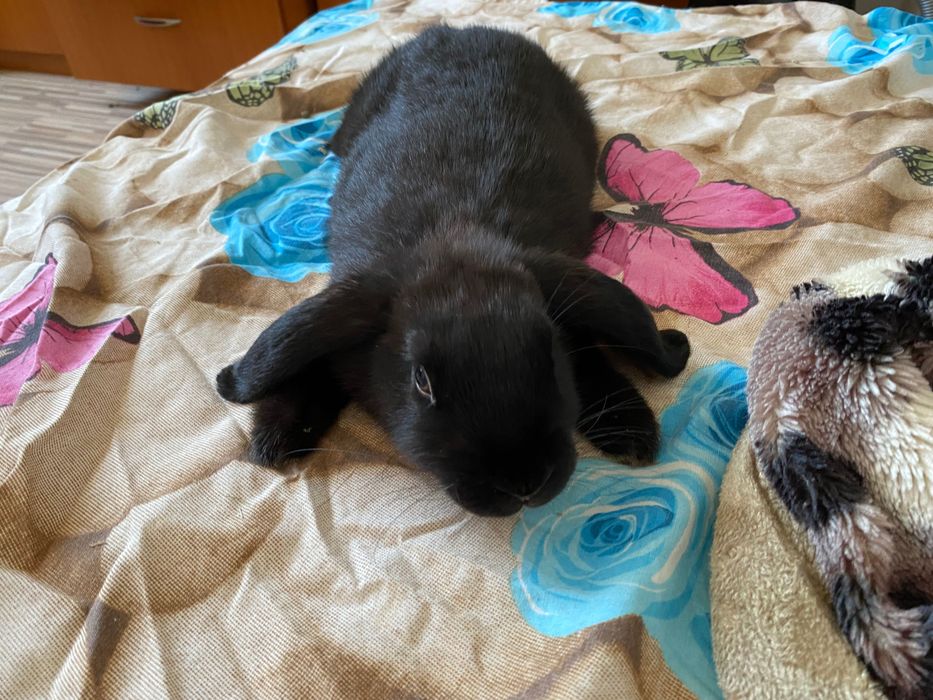 Donez Iepuri de companie