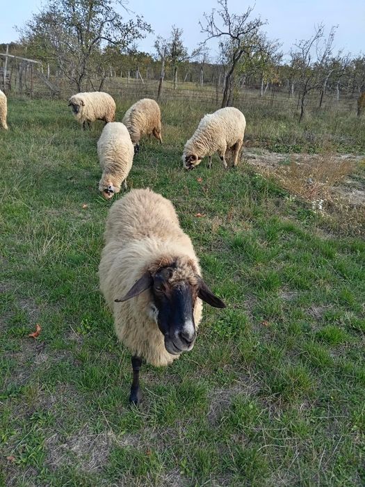 Vand 4 oi carabas si turcane