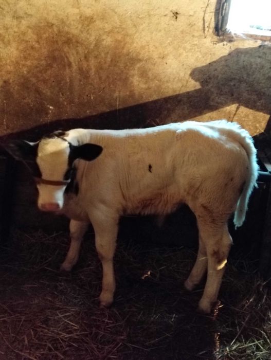 Vînd vițel belgian