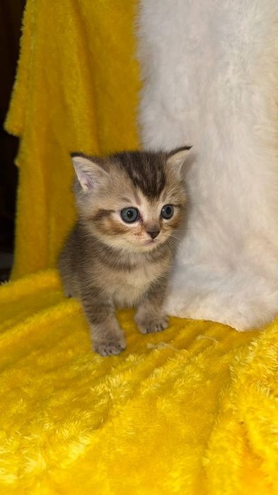 Золотая шиншилла  британци