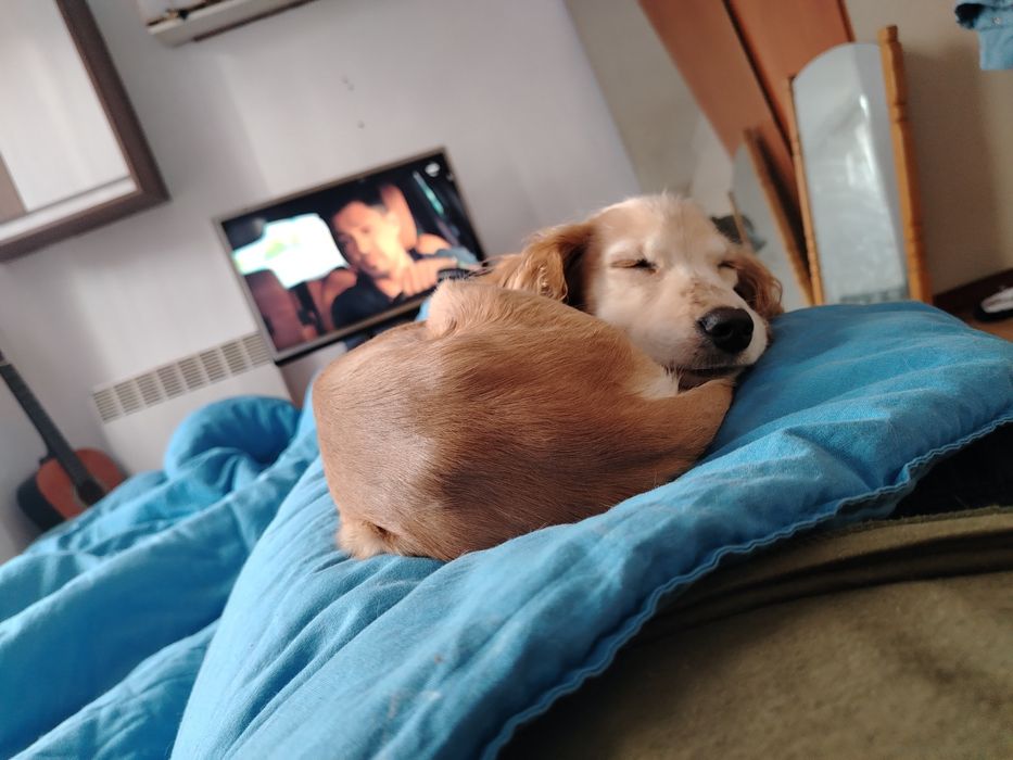 Подарявам кокер шпаньол