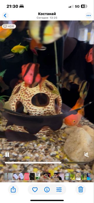 Продам аквариумную рыбку