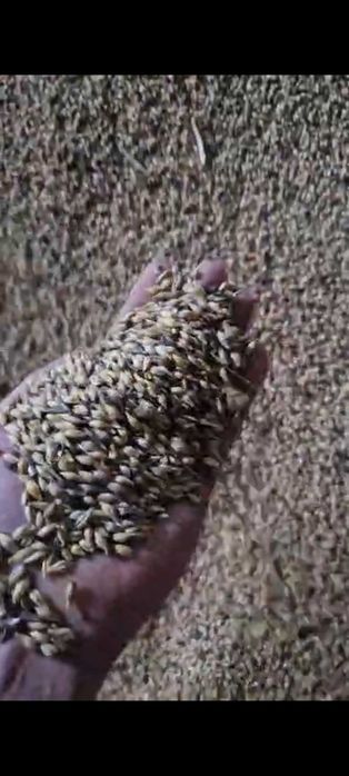 ячмень, пшеница, овес в мешках