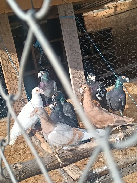 Vând porumbei stil vechi