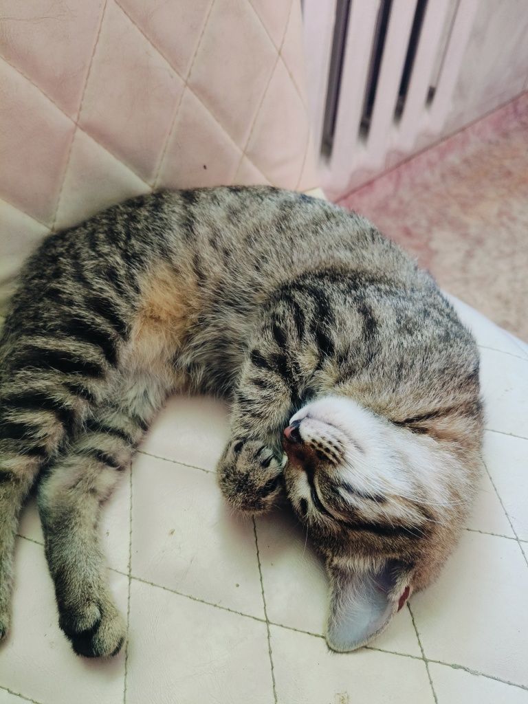 Отдам Котят в добрые руки.