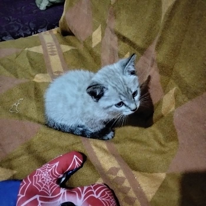 Отдам котят в хорошие руки