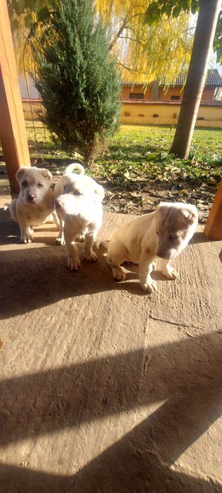 Кавказки вълкодав