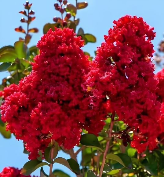 Liliac Indian (Roșu )