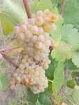 Struguri de vin / sau must