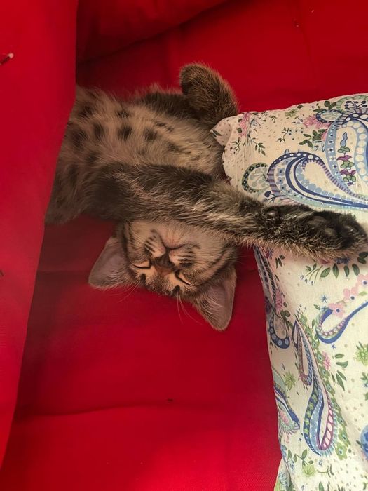 Mushuk tekinga beraman