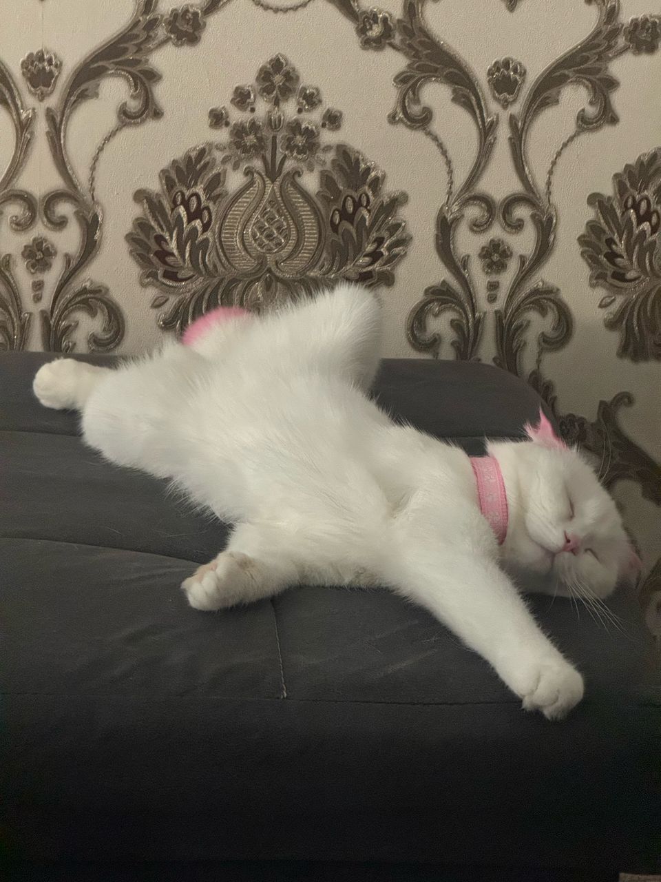Продаю скотиш фолд девочку