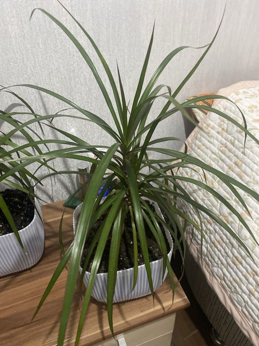 Цветы комнатные  разные ухоженные