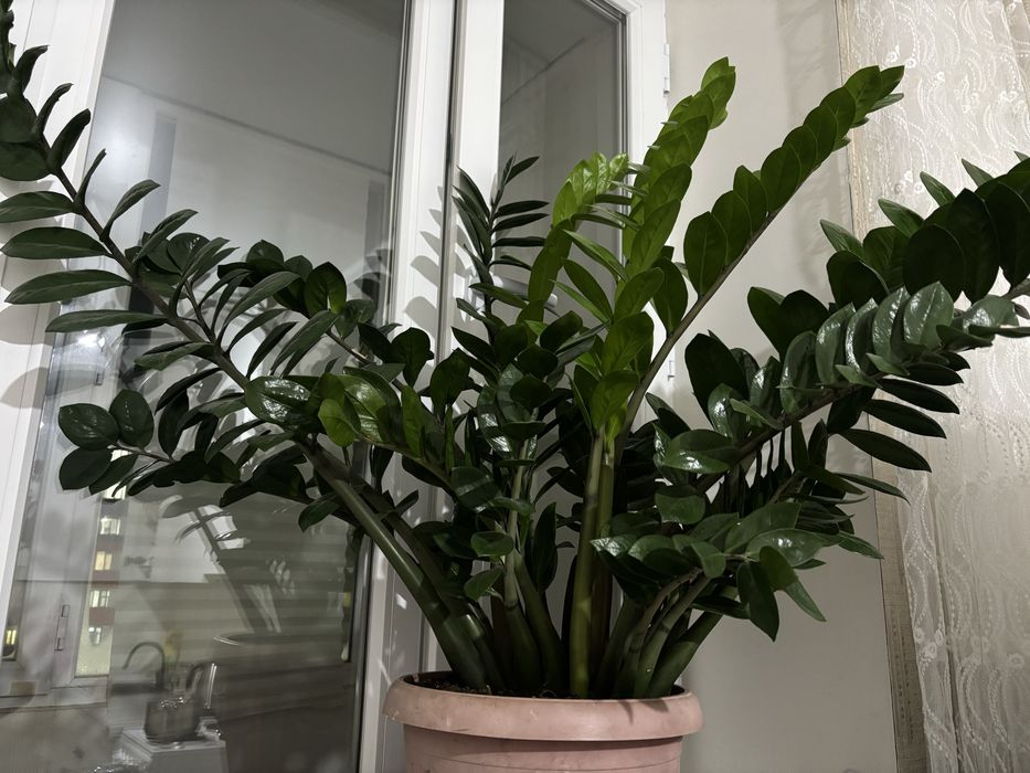 комнатные цветы доллар и диффенбахия