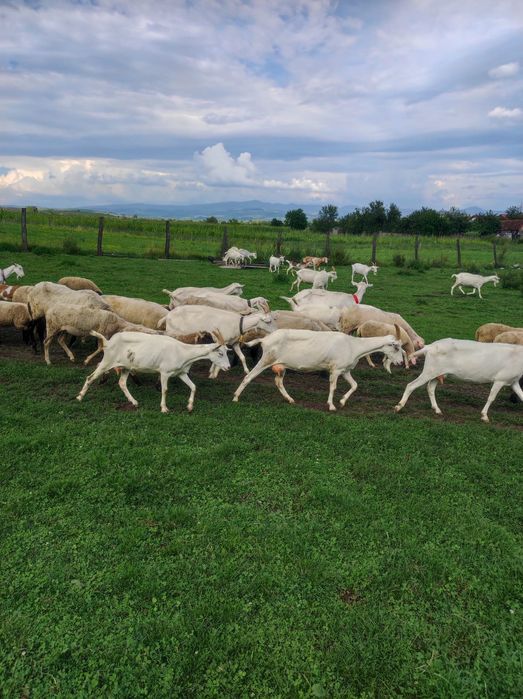 Berbeci sufolk,lacaun,tigaia sarbeasca,tapi saanen
