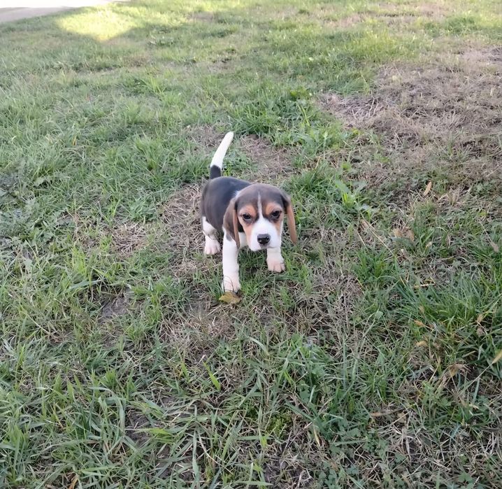 Pui beagle tricolor