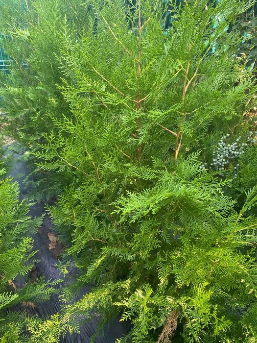 Tuia biota  pt gard  viu