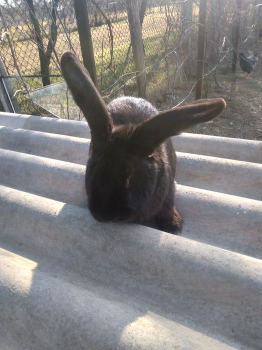 Vând iepuri mari , buni de ținut sau de tăiat!