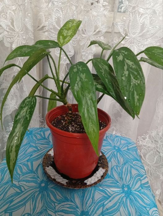 Аглонема комнатное растение