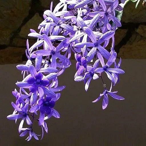 ПЕТРЕЯ - Petrea - декоративное растение